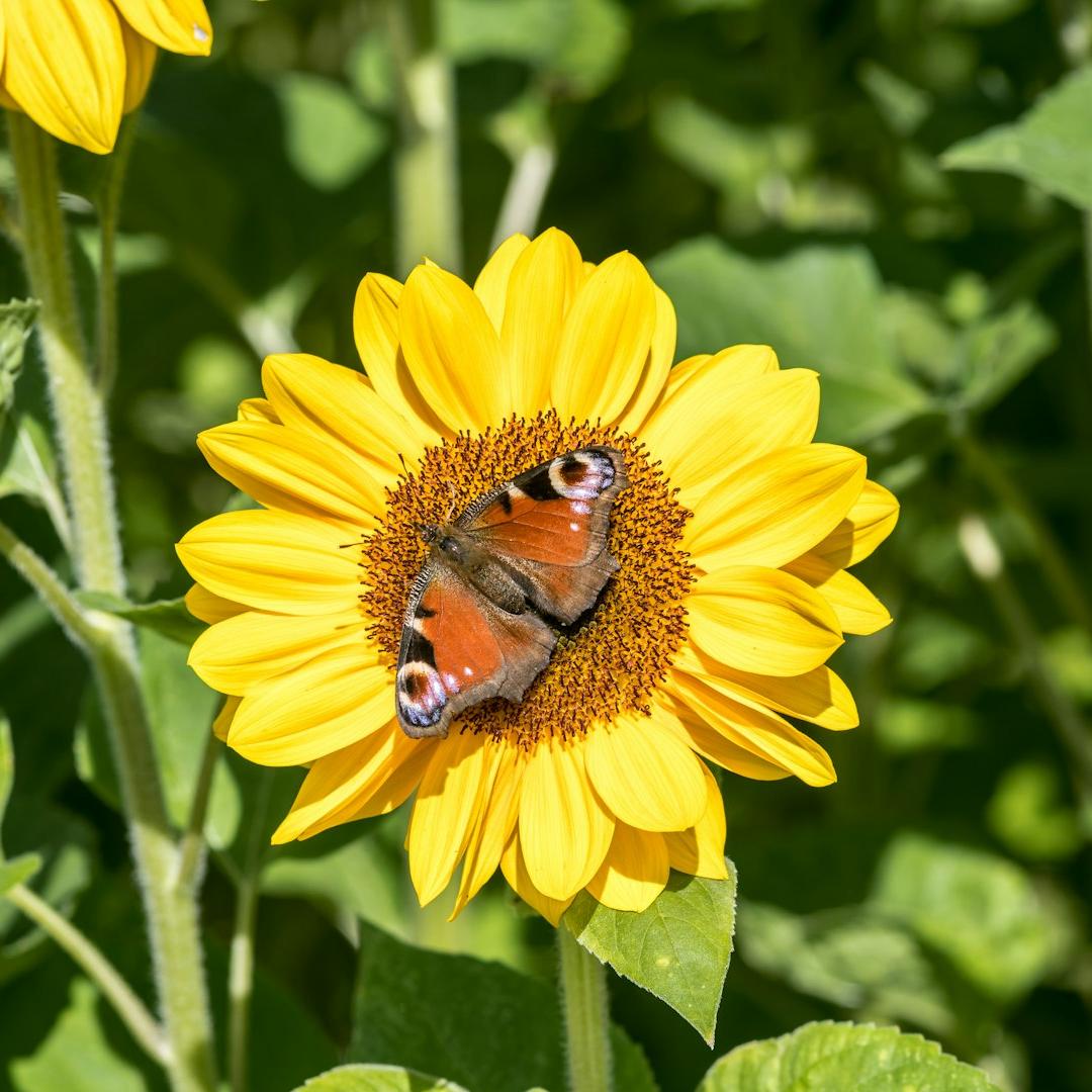 A butterfly sitting on top of a yellow flower