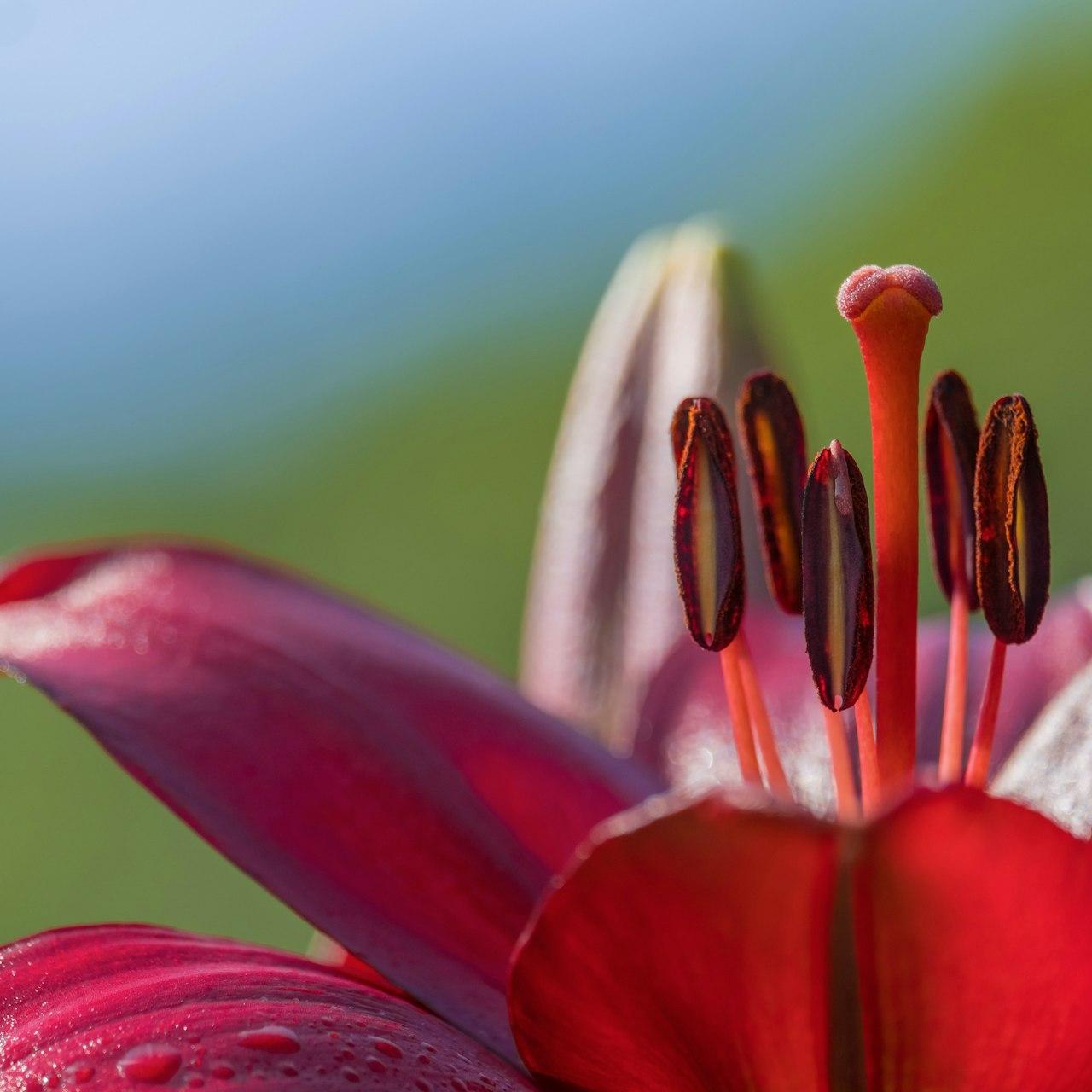 a close up of a red flower with water droplets