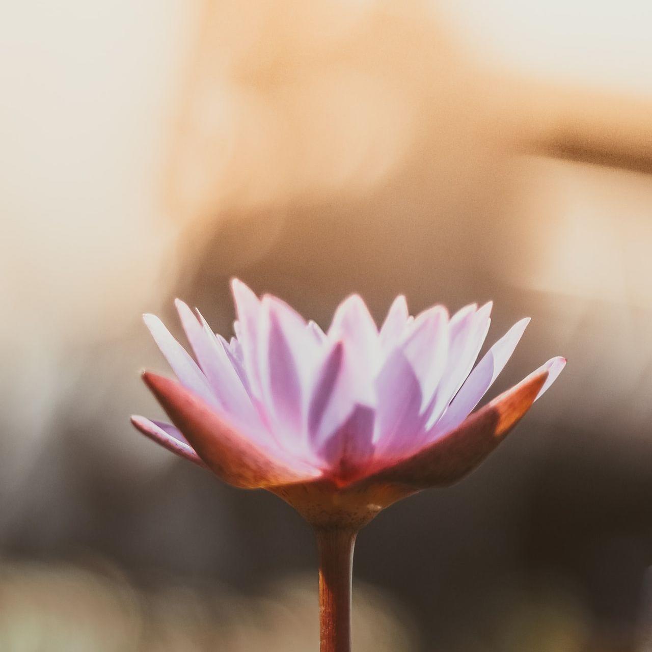 shallow focus photography of purple flower